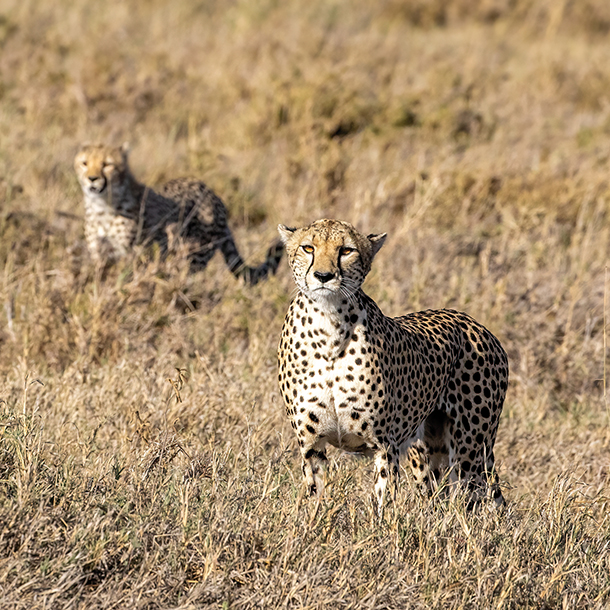 Two cheetahs in Asilia Namiri Plains, Tanzania